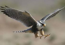 Halcón Peregrino