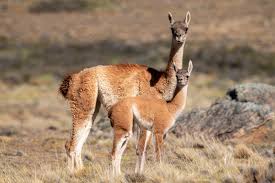 Guanacos