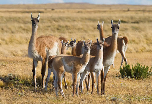 Guanacos
