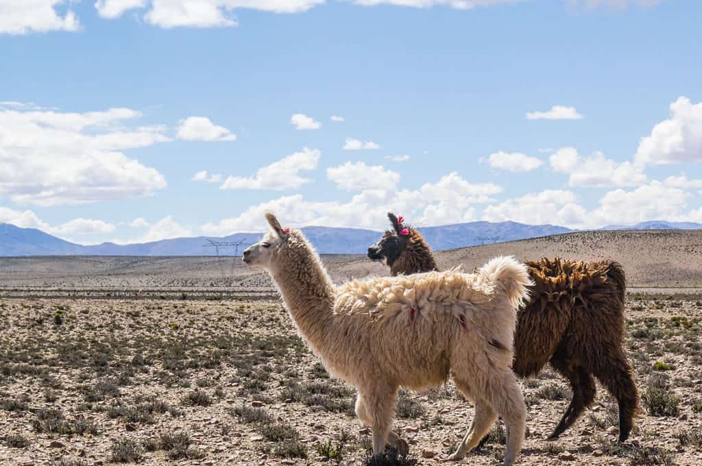 Vicuñas